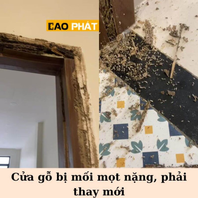 Cửa gỗ bị mối mọt, cách Ngăn ngừa và Khắc phục